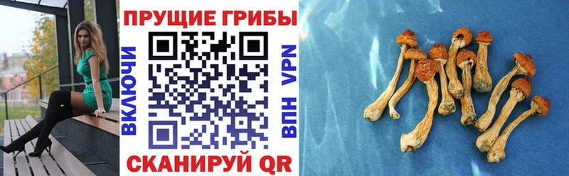 Псилоцибиновые грибы мухоморы  где купить наркотик  Малая Вишера 